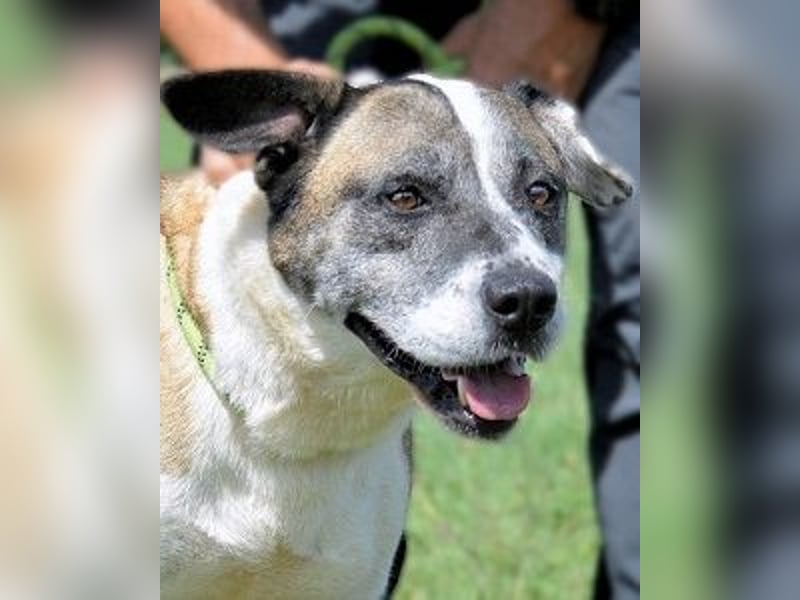 Chucky - Großer Hund sucht großes Herz