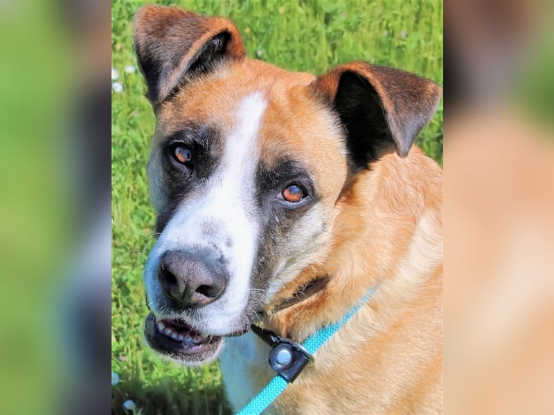 Bobbie - vor Freude strahlen sollen seine Augen