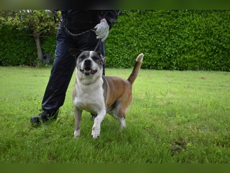 Chucky - Großer Hund sucht großes Herz