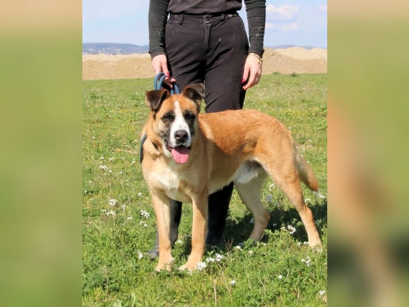 Bobbie - vor Freude strahlen sollen seine Augen