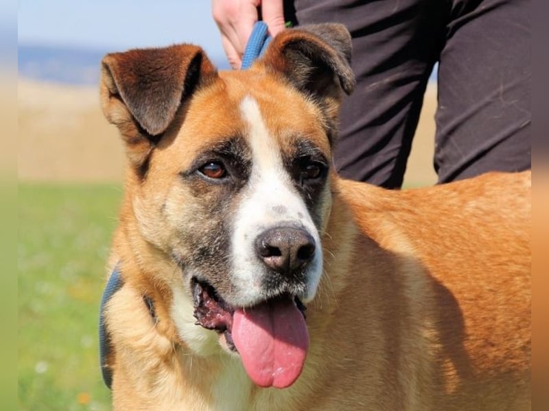 Bobbie - vor Freude strahlen sollen seine Augen
