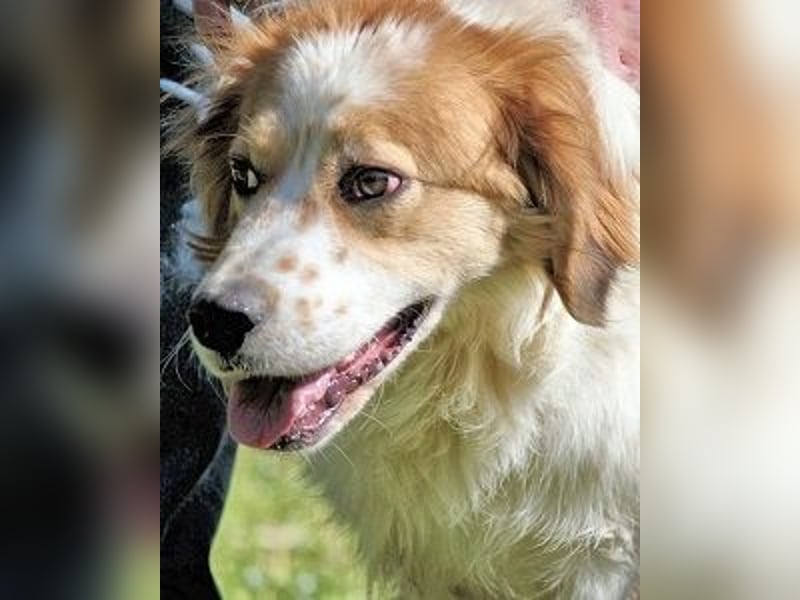 Konradin - sucht einen Für-immer-Freund