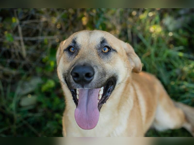 Murphy: Wirbelwind sucht ein Zuhause