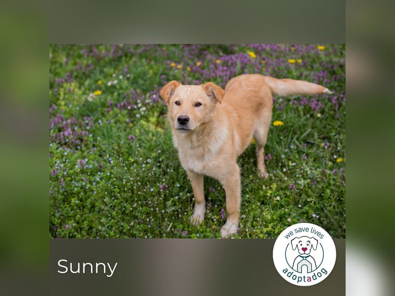 Sunny: Sucht ein Zuhause