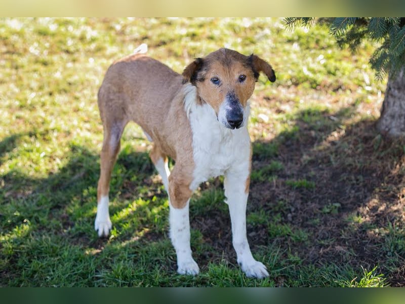 Benji: Neuanfang gesucht