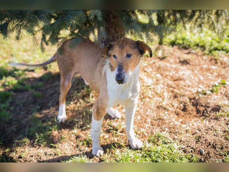 Benji: Neuanfang gesucht