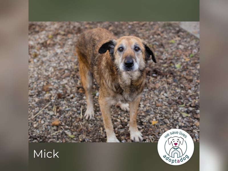 Mick: Sanfter Senior mit Charme