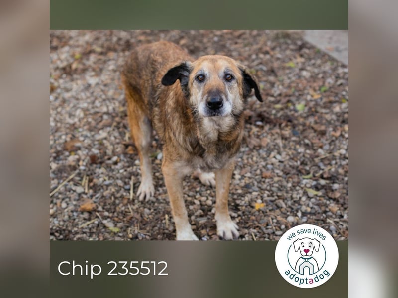 Chip 235512: Sucht ein Zuhause
