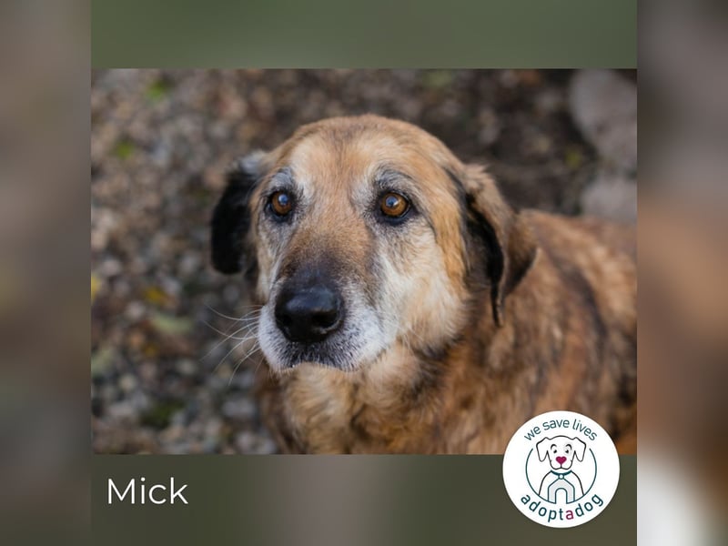 Mick: Sanfter Senior mit Charme