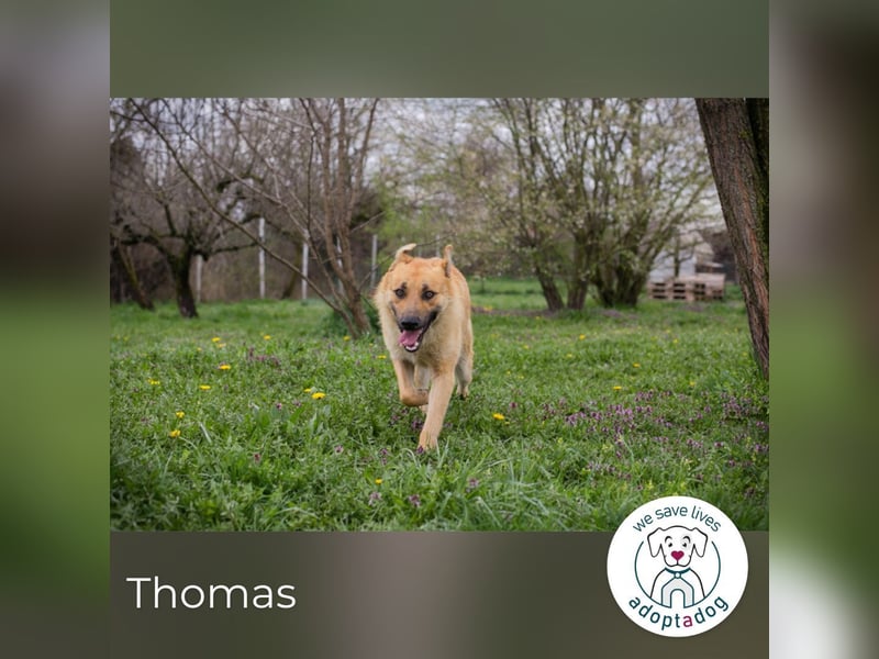 Thomas: Sucht ein Zuhause