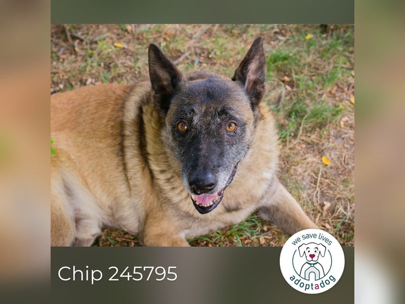 Chip 245795: Sucht ein Zuhause