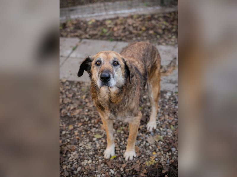 Chip 235512: Sucht ein Zuhause