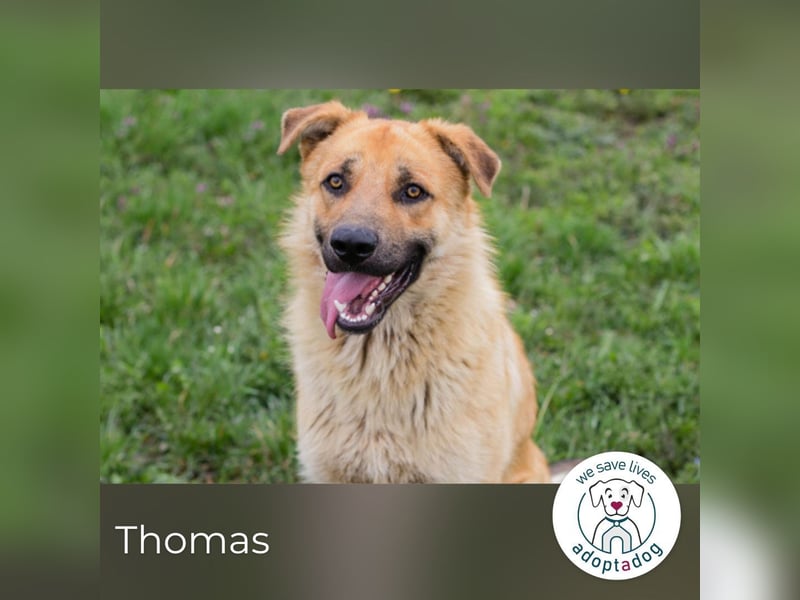 Thomas: Sucht ein Zuhause