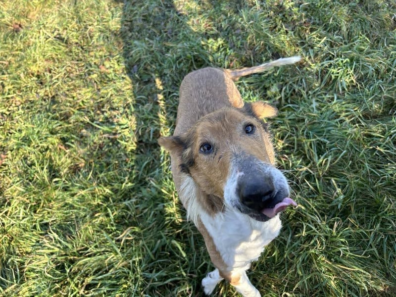 Benji: Neuanfang gesucht