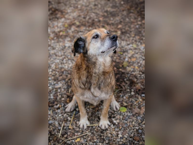 Chip 235512: Sucht ein Zuhause