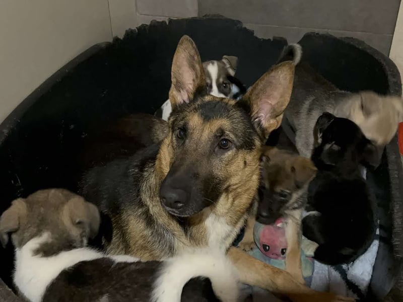 Tommi: Hundekind möchte endlich durchstarten