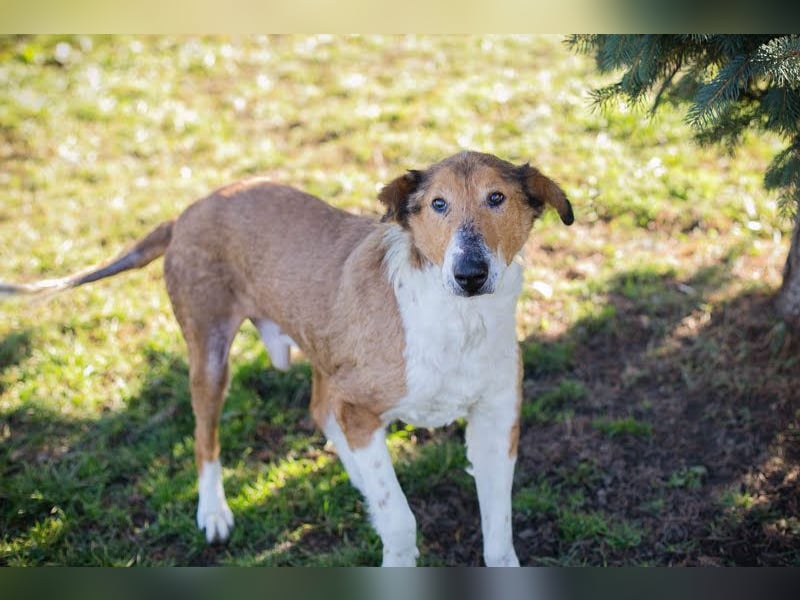 Benji: Neuanfang gesucht