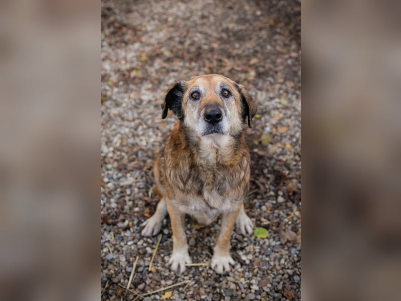 Chip 235512: Sucht ein Zuhause