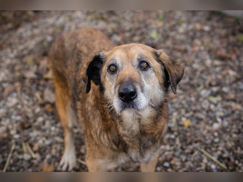 Chip 235512: Sucht ein Zuhause