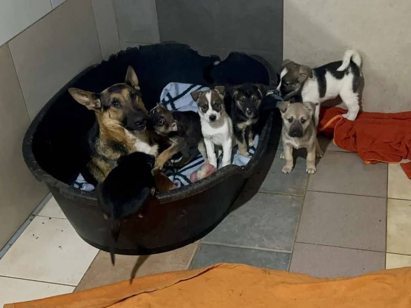 Tommi: Hundekind möchte endlich durchstarten