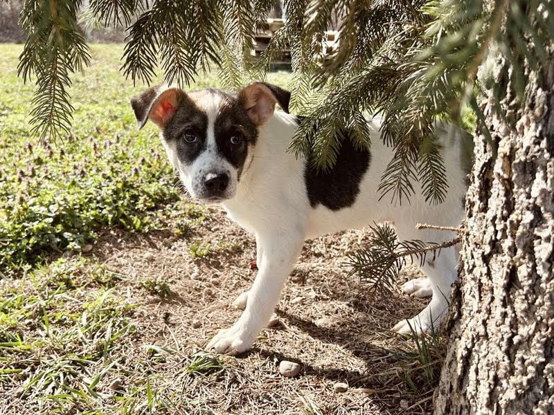 Tommi: Hundekind möchte endlich durchstarten