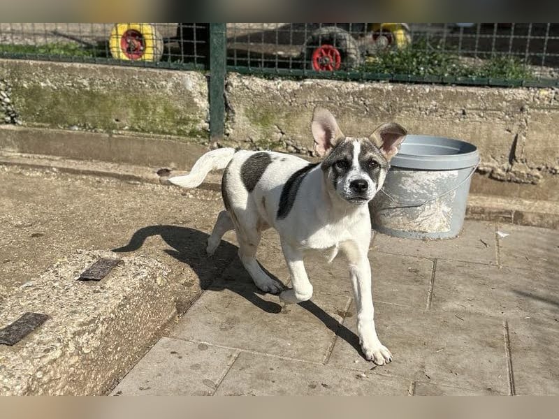 Tommi: Hundekind möchte endlich durchstarten
