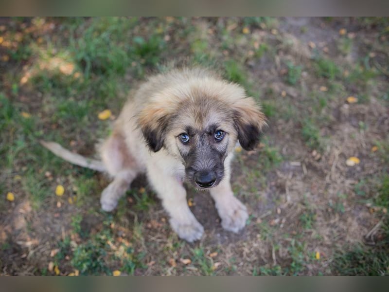 Chip 231427: Hundekind sucht ein Zuhause