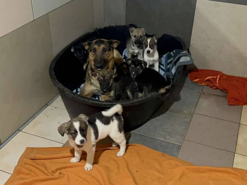 Tommi: Hundekind möchte endlich durchstarten