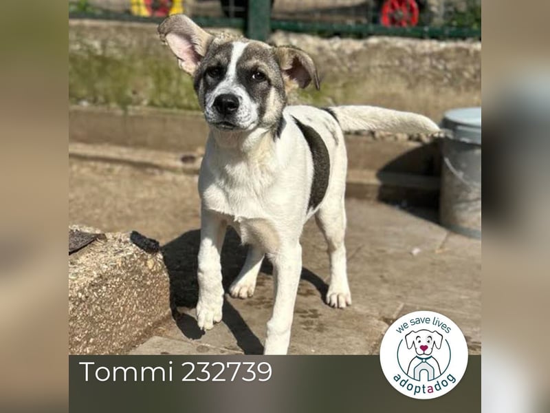 Tommi: Hundekind möchte endlich durchstarten