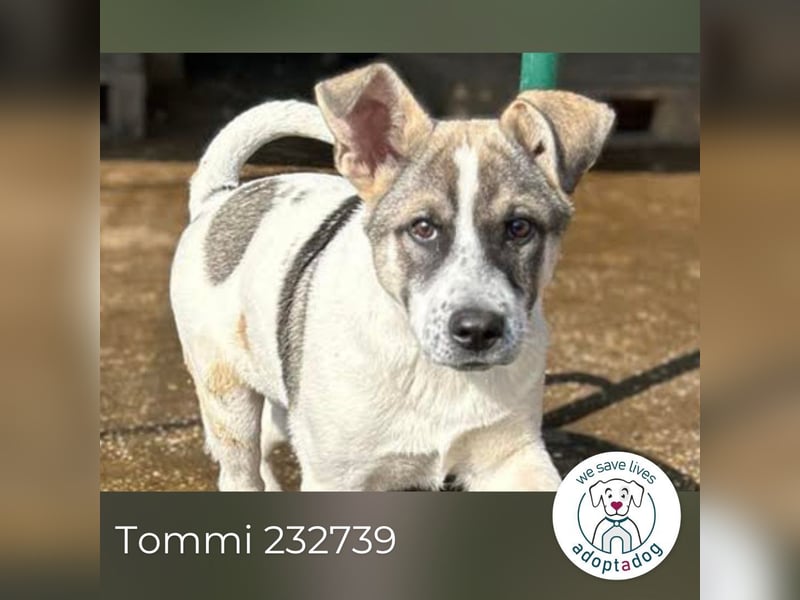 Tommi: Hundekind möchte endlich durchstarten