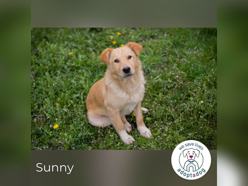 Sunny: Sucht ein Zuhause