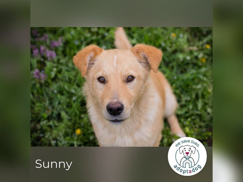 Sunny: Sucht ein Zuhause