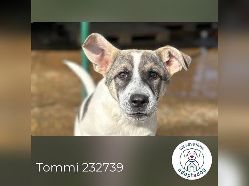 Tommi: Hundekind möchte endlich durchstarten
