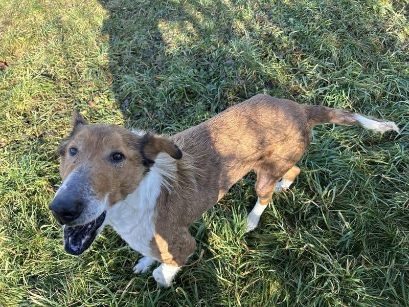 Benji: Neuanfang gesucht