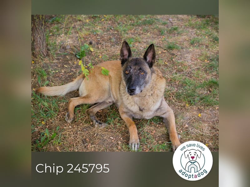 Chip 245795: Sucht ein Zuhause