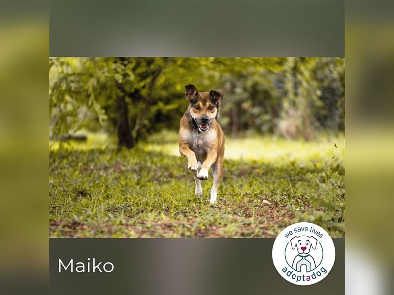 Maiko: Herz auf vier Pfoten