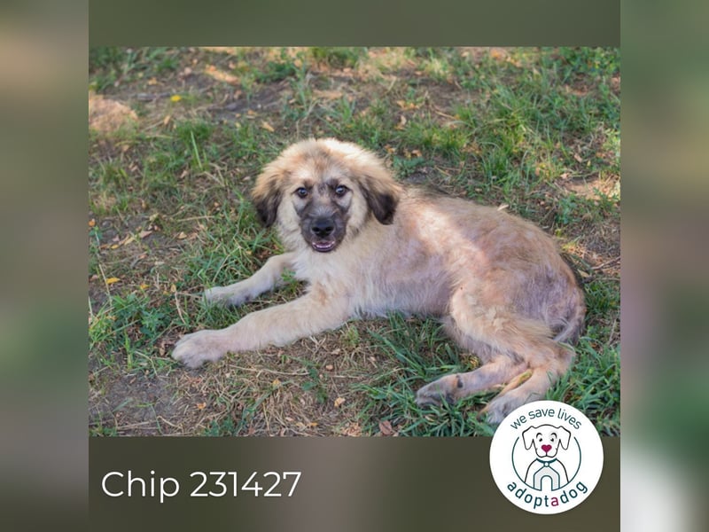 Chip 231427: Hundekind sucht ein Zuhause