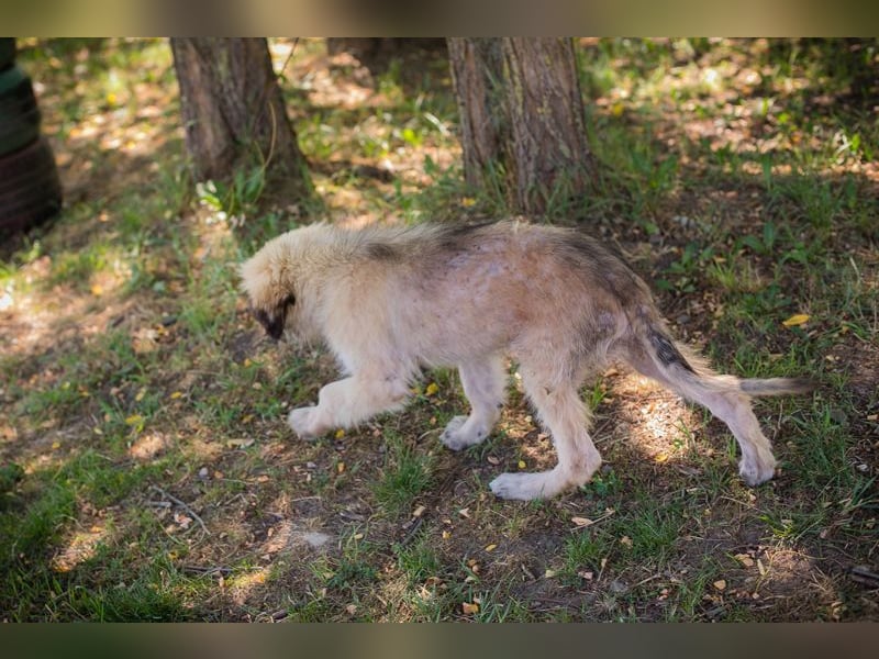 Chip 231427: Hundekind sucht ein Zuhause