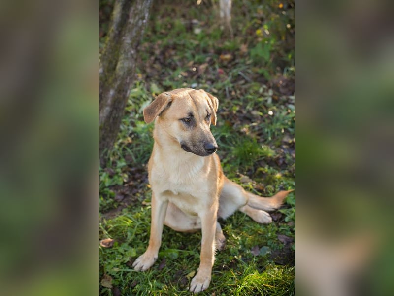 Murphy: Wirbelwind sucht ein Zuhause