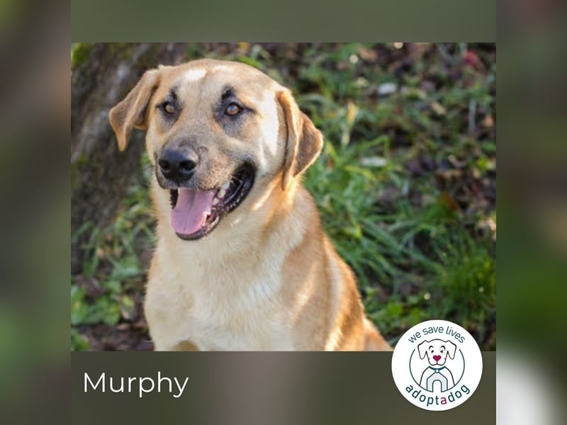 Murphy: Wirbelwind sucht ein Zuhause