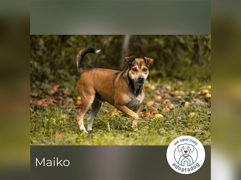 Maiko: Herz auf vier Pfoten