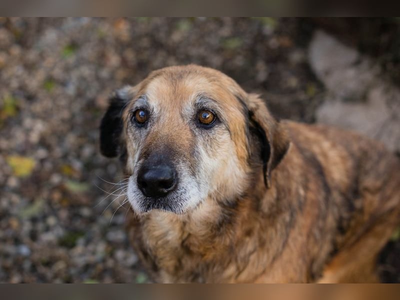 Chip 235512: Sucht ein Zuhause