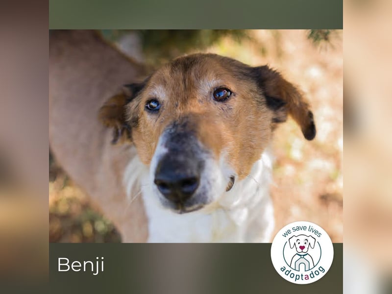 Benji: Neuanfang gesucht