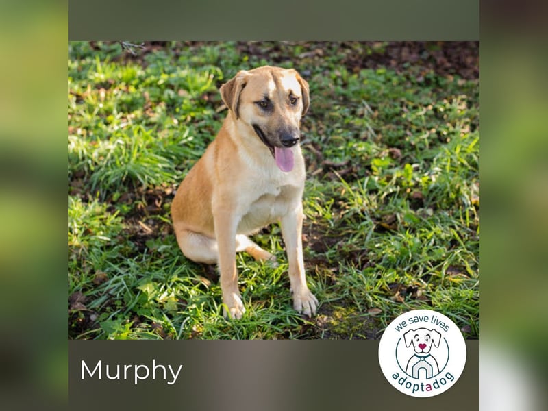 Murphy: Wirbelwind sucht ein Zuhause