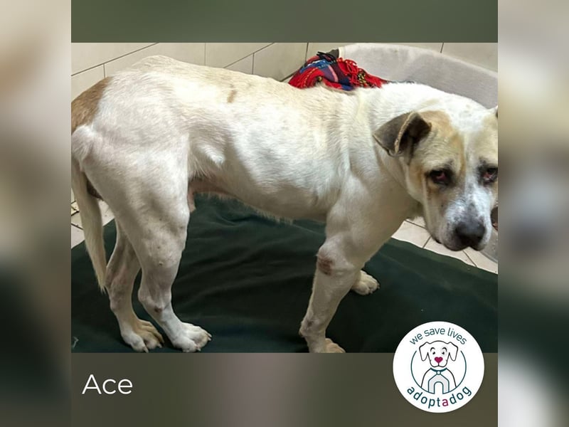 Ace: Sucht ein Zuhause