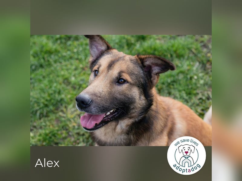 Alex – möchte voll durchstarten