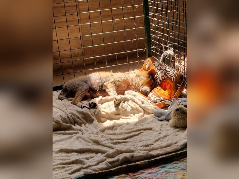 Benji: Neuanfang gesucht