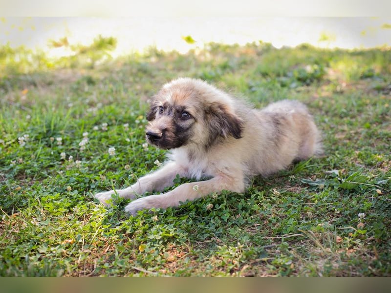 Chip 231427: Hundekind sucht ein Zuhause