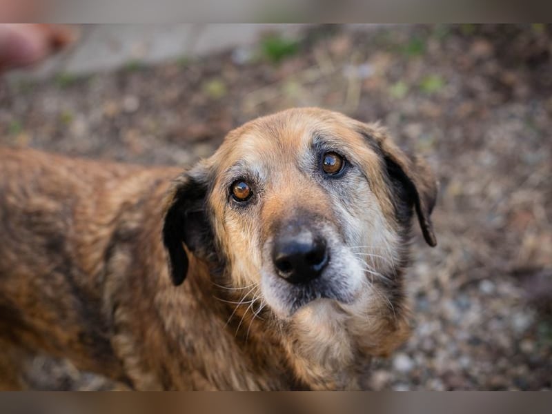 Chip 235512: Sucht ein Zuhause