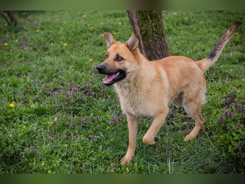 Thomas: Sucht ein Zuhause